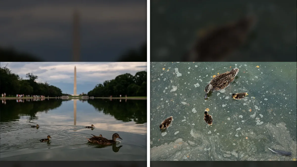 Ducks Struggle at Lincoln Memorial Reflecting Pool Amid Algae Crisis