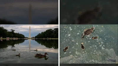 Ducks Struggle at Lincoln Memorial Reflecting Pool Amid Algae Crisis